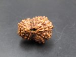 15 Mukhi Rudraksha