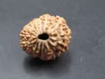 15 Mukhi Rudraksha