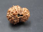 15 Mukhi Rudraksha