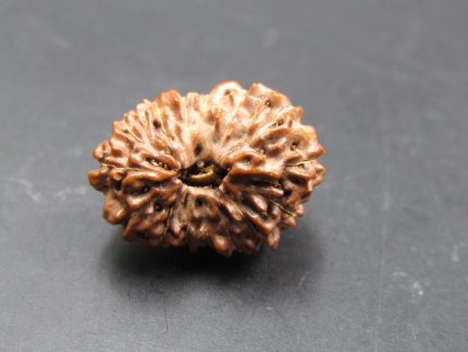 15 Mukhi Rudraksha