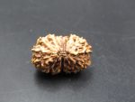 15 Mukhi Rudraksha