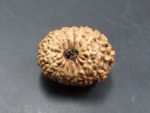 15 Mukhi Rudraksha