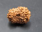 15 Mukhi Rudraksha