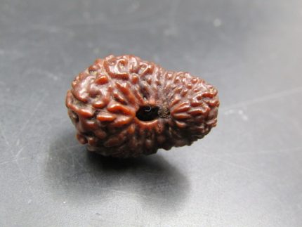 15 Mukhi Rudraksha