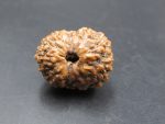 15 Mukhi Rudraksha