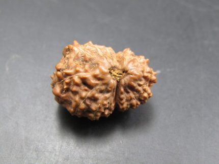 15 Mukhi Rudraksha