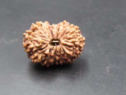15 Mukhi Rudraksha