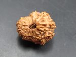 15 Mukhi Rudraksha