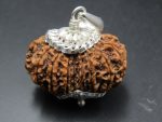 15 Mukhi Rudraksha
