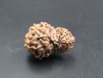 15 Mukhi Rudraksha
