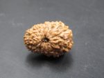 15 Mukhi Rudraksha