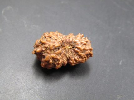 15 Mukhi Rudraksha