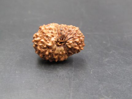 15 Mukhi Rudraksha