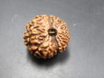 15 Mukhi Rudraksha