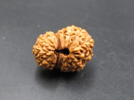 15 Mukhi Rudraksha