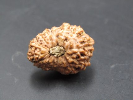 15 Mukhi Rudraksha