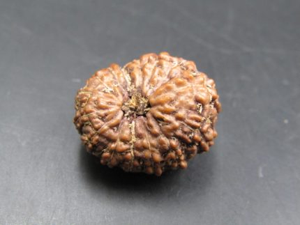 15 Mukhi Rudraksha