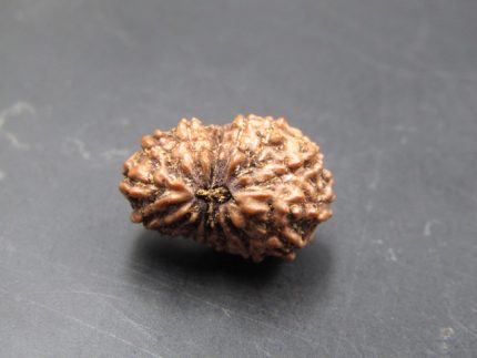 15 Mukhi Rudraksha