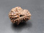 15 Mukhi Rudraksha