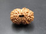 15 Mukhi Rudraksha
