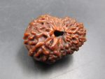 15 Mukhi Rudraksha