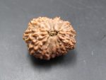 15 Mukhi Rudraksha