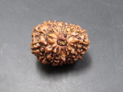15 Mukhi Rudraksha