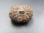 15 Mukhi Rudraksha