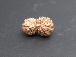 15 Mukhi Rudraksha