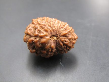 15 Mukhi Rudraksha