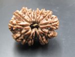 15 Mukhi Rudraksha