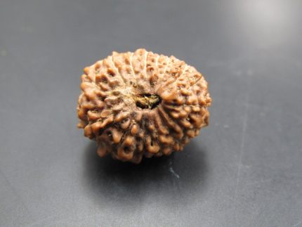 15 Mukhi Rudraksha