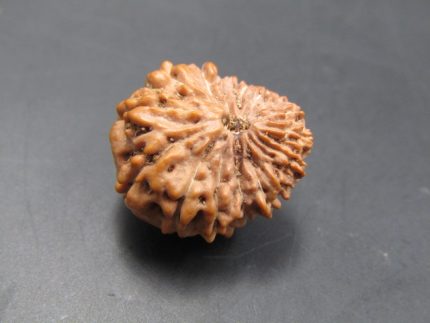 15 Mukhi Rudraksha
