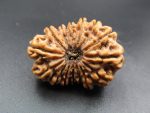 15 Mukhi Rudraksha