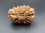 15 Mukhi Rudraksha