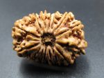 15 Mukhi Rudraksha
