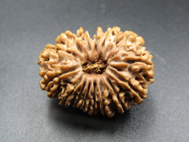 15 Mukhi Rudraksha 15 Mukhi Rudraksha