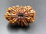 15 Mukhi Rudraksha