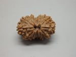 15 Mukhi lab Rudraksha