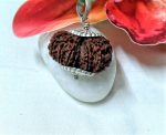 15 Mukhi Rudraksha