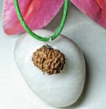 15 Mukhi Certificate