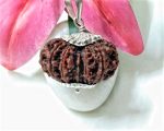 15 Mukhi Rudraksha