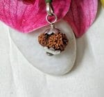 Fifteen Mukhi Java Indonesia