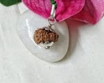 15 Mukhi Java Indonesia