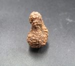 Eighteen Mukhi Java Indonesia