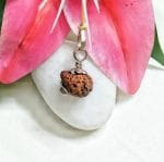 18 Mukhi Java Indonesia