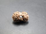 16 Mukhi Rudraksha