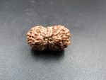16 Mukhi Rudraksha