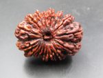 16 Mukhi Rudraksha