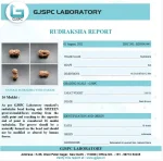 16 Mukhi lab Certificate